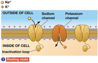 Resting state of sodium and potassium channels