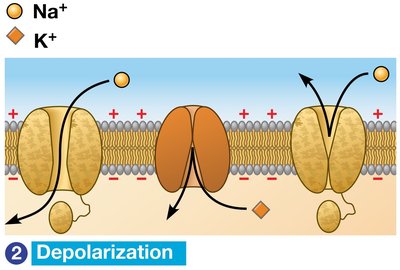 Depolarization phase of action potential