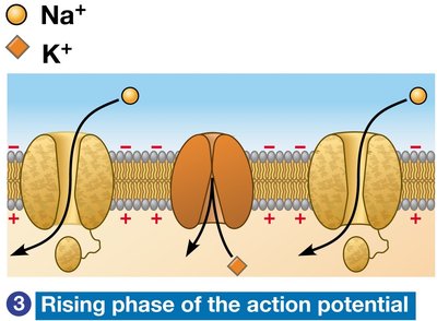 Rising phase of action potential