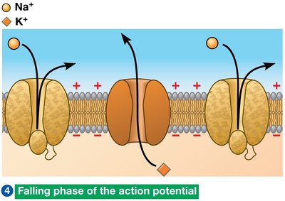 Falling phase of action potential