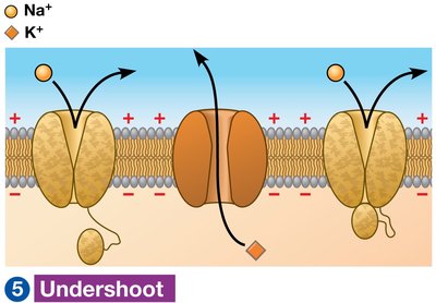 Undershoot phase of action potential