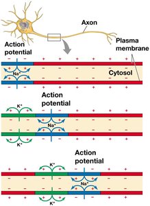 Conduction of action potential along axon
