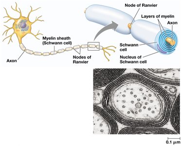Myelinated axon structure and node of Ranvier