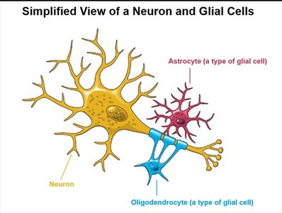 Neuron and glial cell types