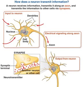 Diagram of neuron structure and synaptic transmission