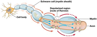 Saltatory conduction along myelinated axon