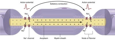 Detailed view of saltatory conduction