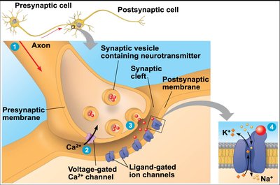 Synaptic transmission and neurotransmitter release