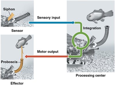 Diagram of sensory input, integration, and motor output