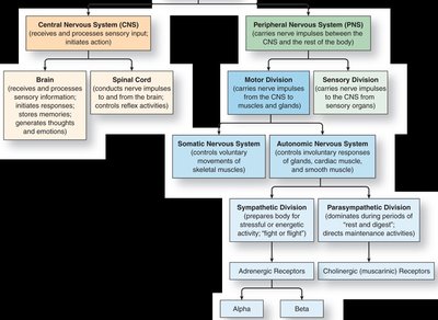 Flowchart of nervous system organization