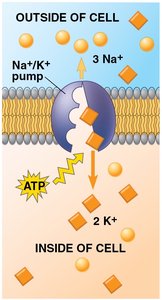 Sodium-potassium pump mechanism