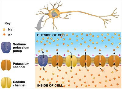 Distribution of Na+ and K+ ions and channels in neuron membrane