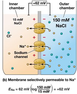 Artificial membrane model for equilibrium potential