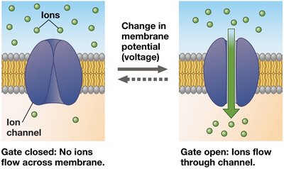 Ion channel gating and membrane potential changes