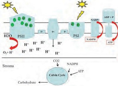 Light reactions and Calvin cycle overview