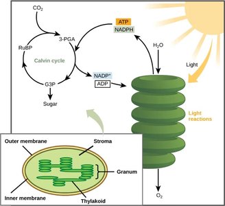 Chloroplast structure and photosynthesis overview