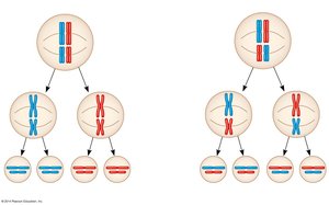 Diagram showing independent assortment and possible chromosome combinations