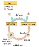 Diagram of meiosis and fertilization in the animal life cycle