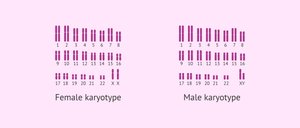 Human karyotype showing female (XX) and male (XY) chromosomes