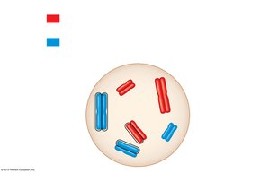 Diagram showing maternal and paternal sets of chromosomes in a diploid cell