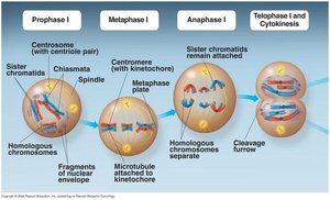 Stages of Meiosis I: Prophase I, Metaphase I, Anaphase I, Telophase I and Cytokinesis