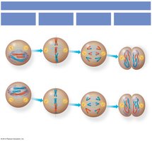 Stages of Meiosis II: Prophase II, Metaphase II, Anaphase II, Telophase II and Cytokinesis