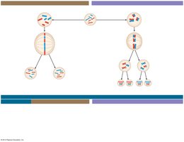Comparison of mitosis and meiosis stages and outcomes
