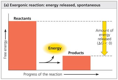 Exergonic reaction: energy released, spontaneous