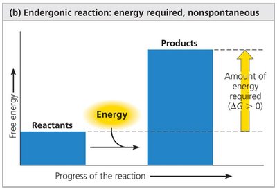 Endergonic reaction: energy required, nonspontaneous