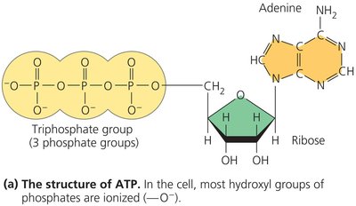 Structure of ATP