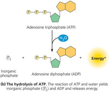 Hydrolysis of ATP