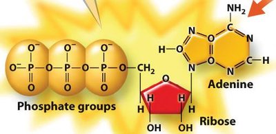 ATP hydrolysis and energy release