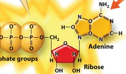 ATP hydrolysis and energy release