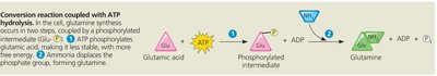 Conversion reaction coupled with ATP hydrolysis