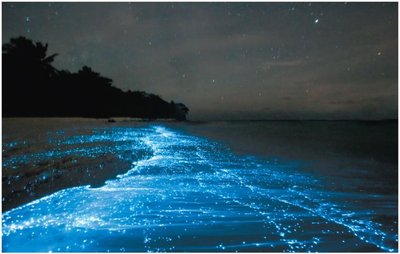 Bioluminescent phytoplankton in the ocean