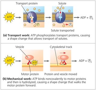 ATP in transport and mechanical work