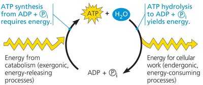 ATP cycle: synthesis and hydrolysis