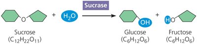 Sucrase catalyzing sucrose hydrolysis