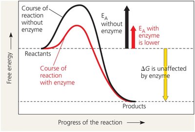 Enzyme lowers activation energy barrier