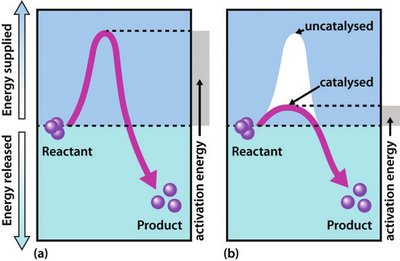 Enzyme lowers activation energy barrier