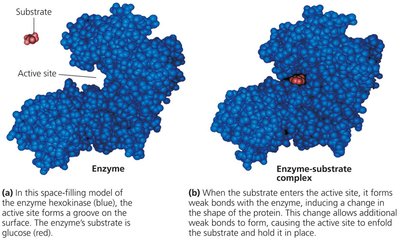 Induced fit between enzyme and substrate