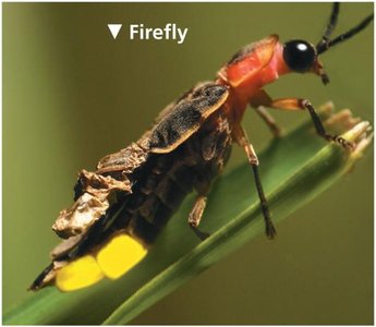 Firefly showing bioluminescence
