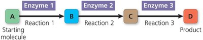 Diagram of a metabolic pathway with enzymes
