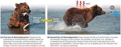Bear illustrating first and second laws of thermodynamics