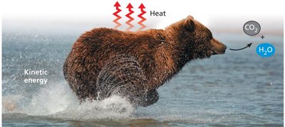 Bear running, showing heat loss and increased entropy