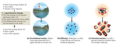 Spontaneous and nonspontaneous changes in free energy