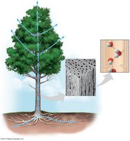 Cohesion and adhesion in water transport in plants