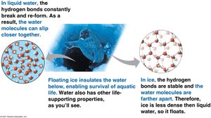 Floating ice insulates water below, enabling survival of aquatic life