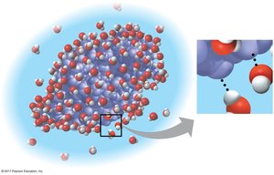 Water dissolving polar molecules