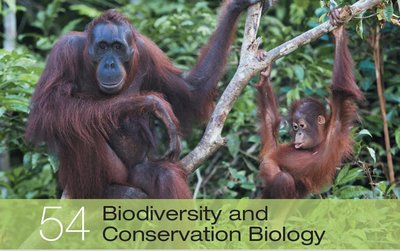 Orangutans in a forest, representing biodiversity